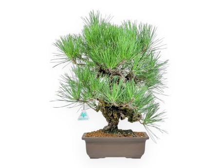 Pinus Thunbergii Corticosa - Pino Nero - 54 cm