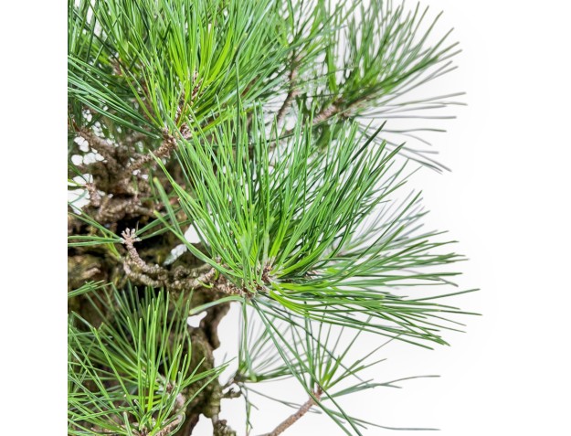 Pinus Thunbergii Corticosa - Schwarzkiefer - 54 cm 2