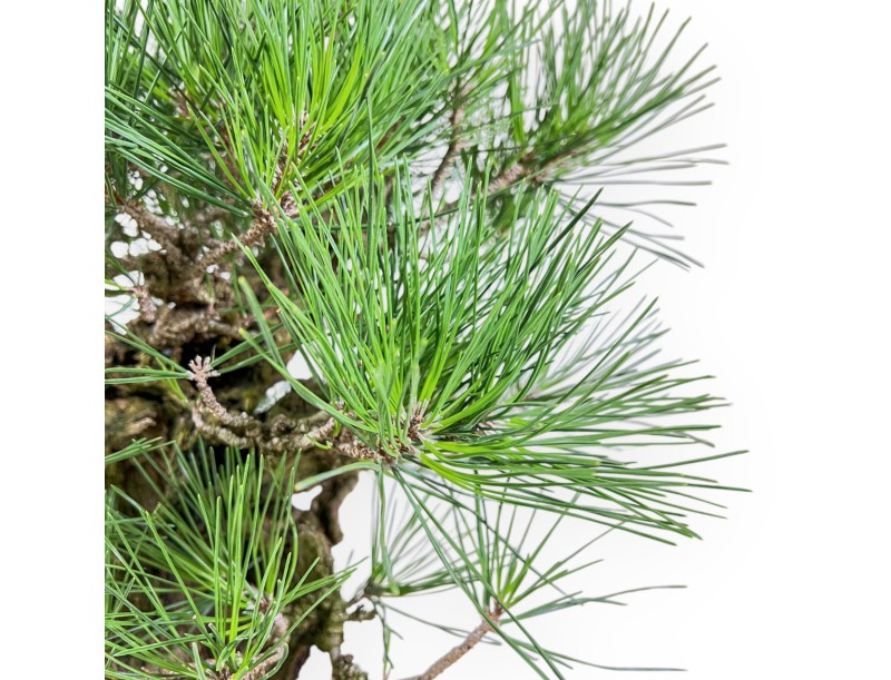 Pinus Thunbergii Corticosa - Pino Nero - 54 cm