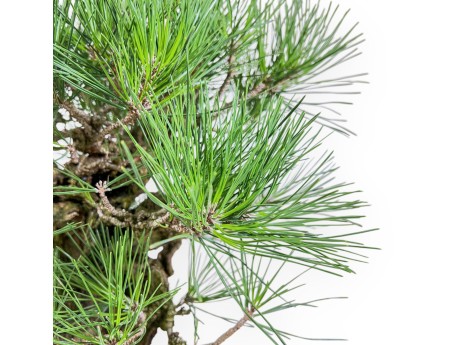 Pinus Thunbergii Corticosa - Pino negro - 54 cm