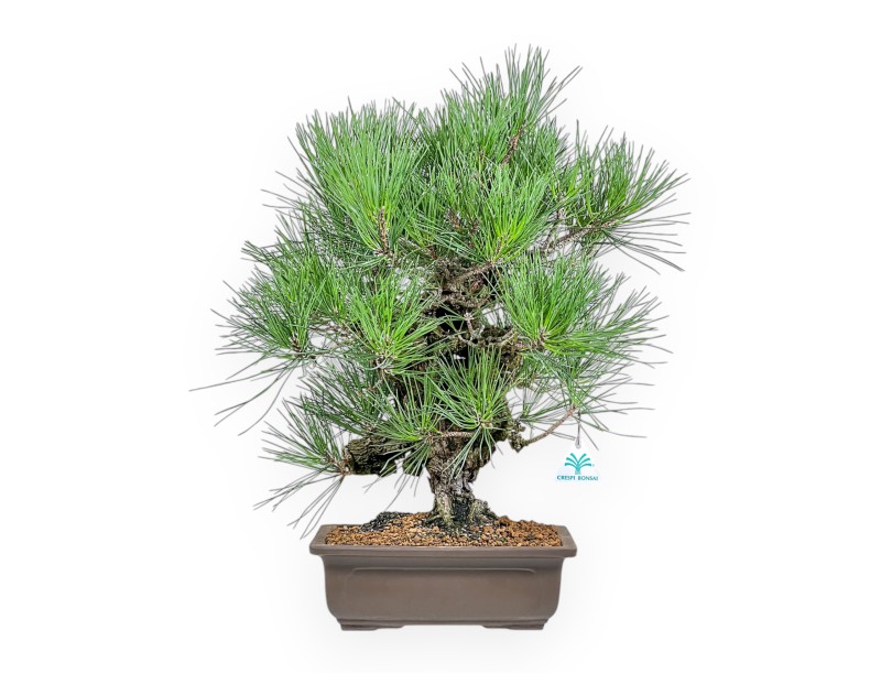 Pinus Thunbergii Corticosa - Schwarzkiefer - 54 cm