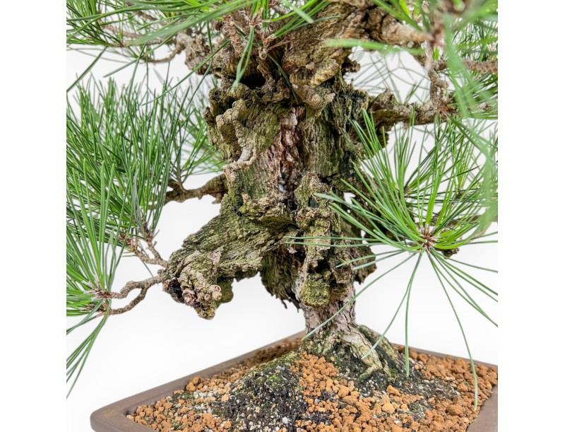Pinus Thunbergii Corticosa - Black Pine - 54 cm