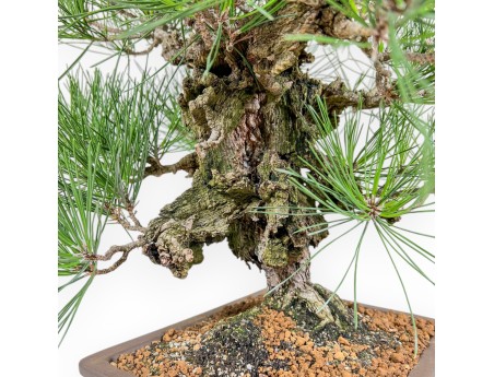 Pinus Thunbergii Corticosa - Pino Nero - 54 cm