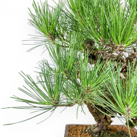 Pinus Thunbergii Corticosa - Pin Noir - 54 cm