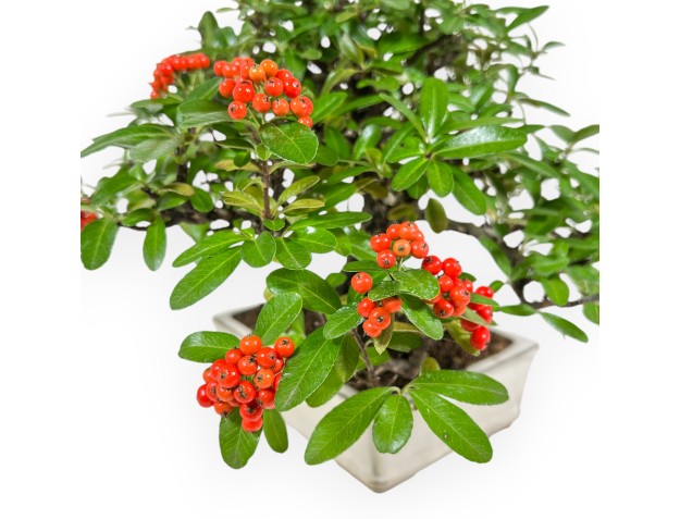 Pyracantha - 29 cm 2