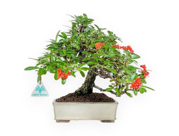 Pyracantha - 29 cm