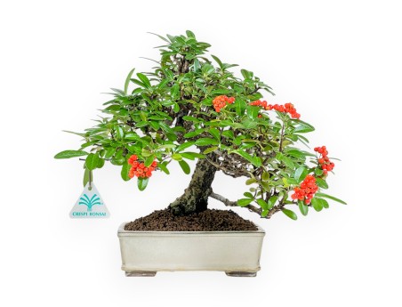 Pyracantha - 29 cm