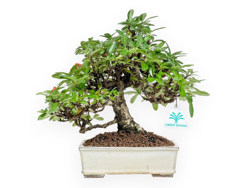 Pyracantha - 29 cm