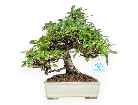 Pyracantha - 29 cm