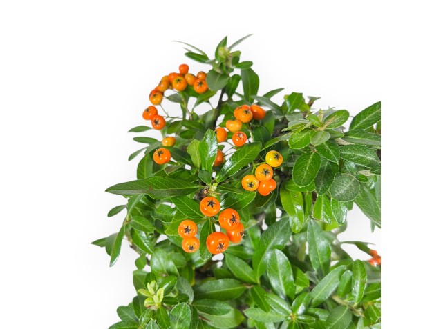Pyracantha - 43 cm 2