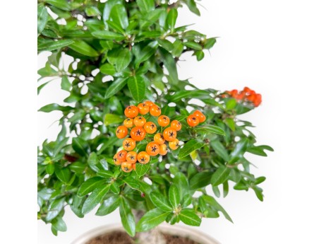 Pyracantha - 43 cm