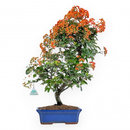 Feuerdorn – 62 cm