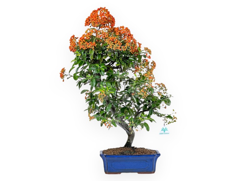 Firethorn - 62 cm