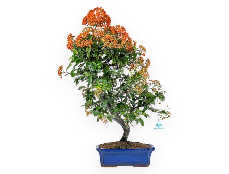 Firethorn - 62 cm