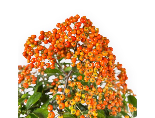 Pyracantha - 62 cm 2