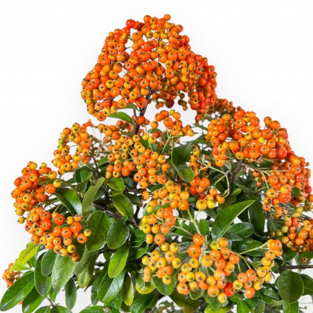 Vuurdoorn - 62 cm