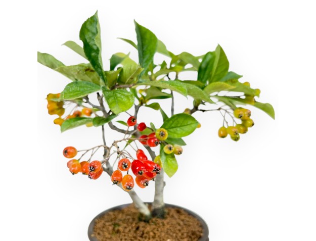Pourthiaea Villosa - 22 cm 2
