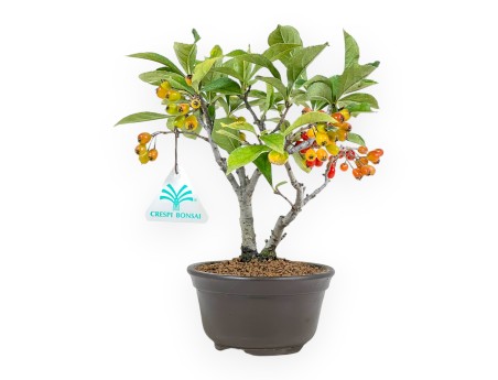 Pourthiaea Villosa - 22 cm