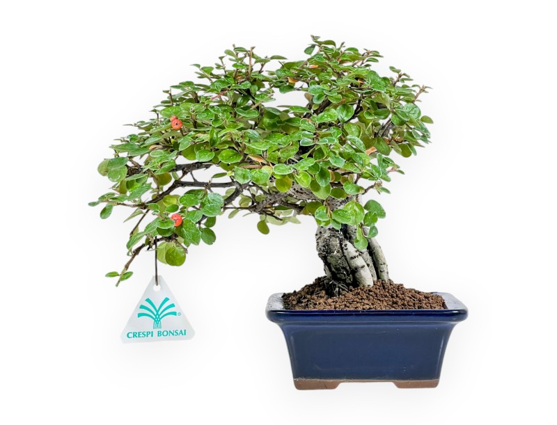 Cotoneaster Horizontalis - Cotognastro - 23 cm
