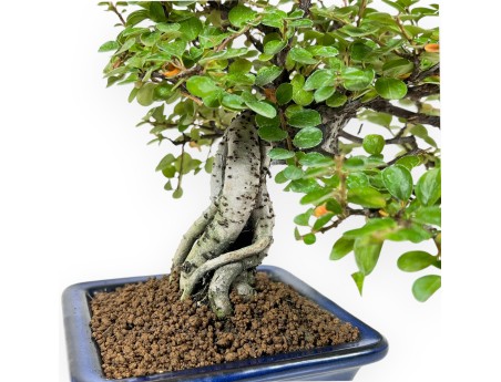 Cotoneaster Horizontalis - Cotognastro - 23 cm