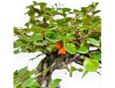 Cotoneaster Horizontalis - 23 cm