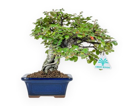 Cotoneaster Horizontalis - 23 cm