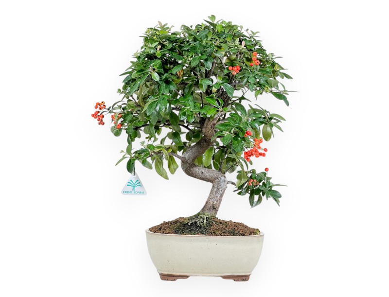Firethorn - 46 cm