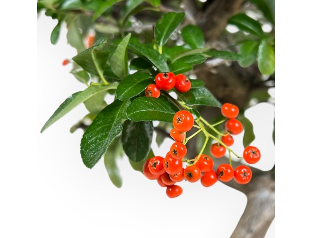 Pyracantha - 46 cm 2