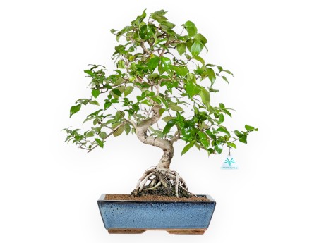 Eugenia - 53 cm