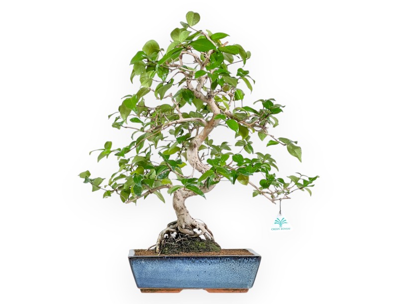 Eugenia - 53 cm