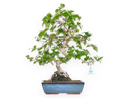 Eugenia - 53 cm