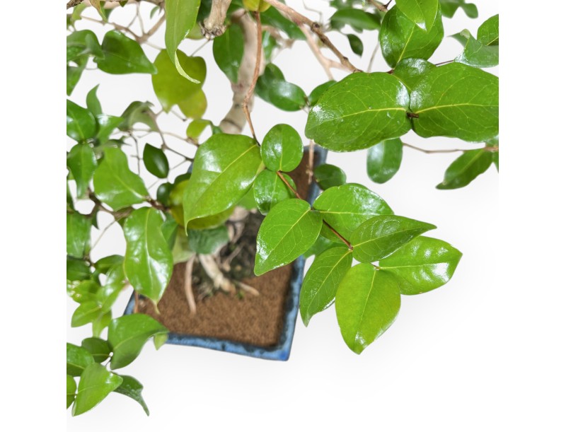 Eugenia - 53 cm