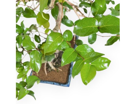 Eugenia - 53 cm