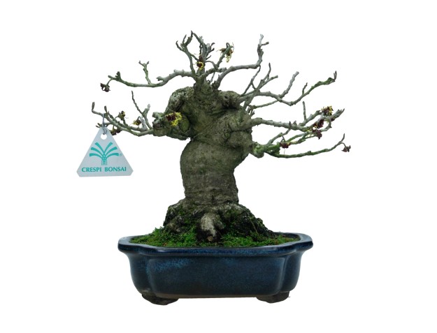 Hamamelis japonica - 22 cm