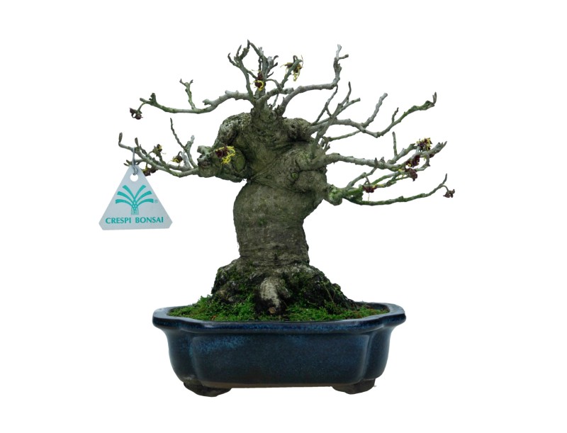 Hamamelis japonica - 22 cm