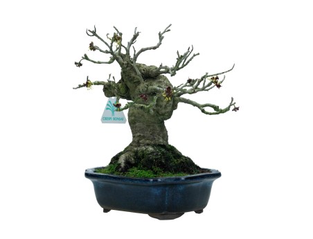 Hamamelis japonica - 22 cm