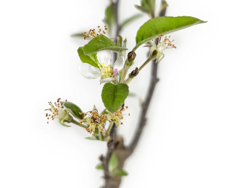 Malus Evereste - Melo - 36 cm