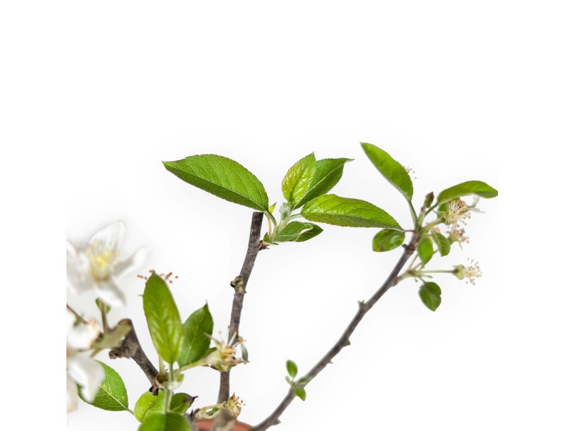 Malus Evereste - Melo - 36 cm