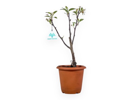 Malus Evereste - Pommier - 36 cm