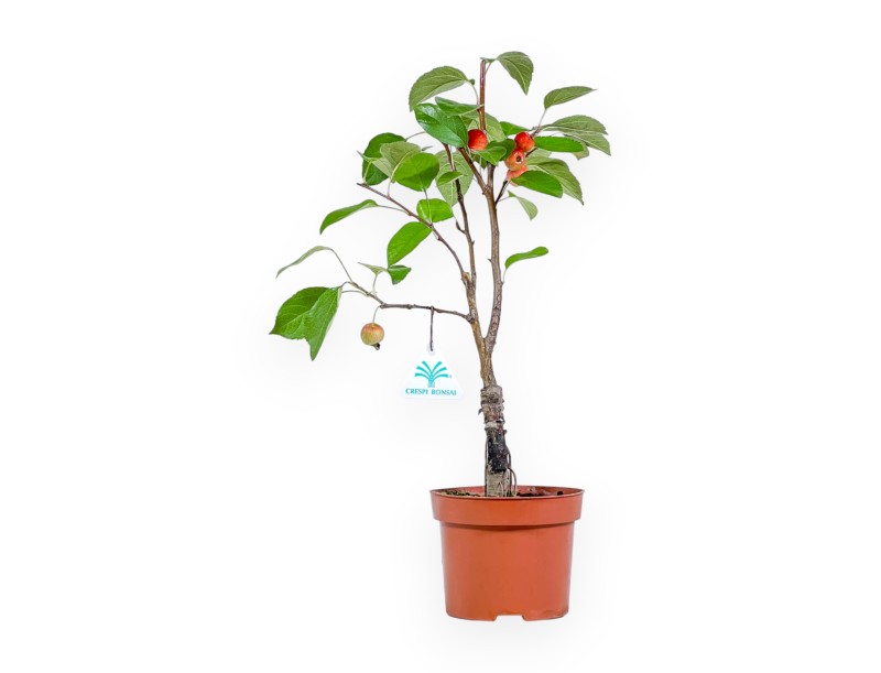Malus Evereste - Apple tree - 36 cm