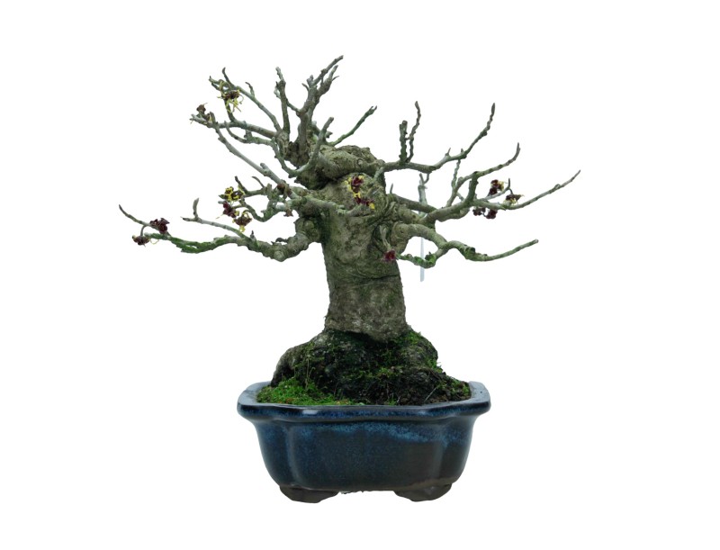 Hamamelis japonica - 22 cm