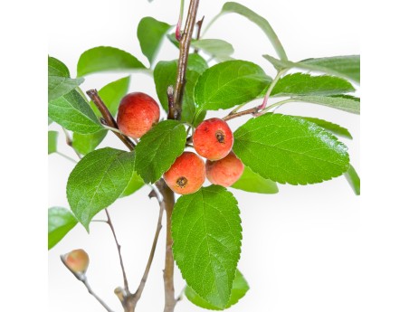 Malus Evereste - Apple tree - 36 cm