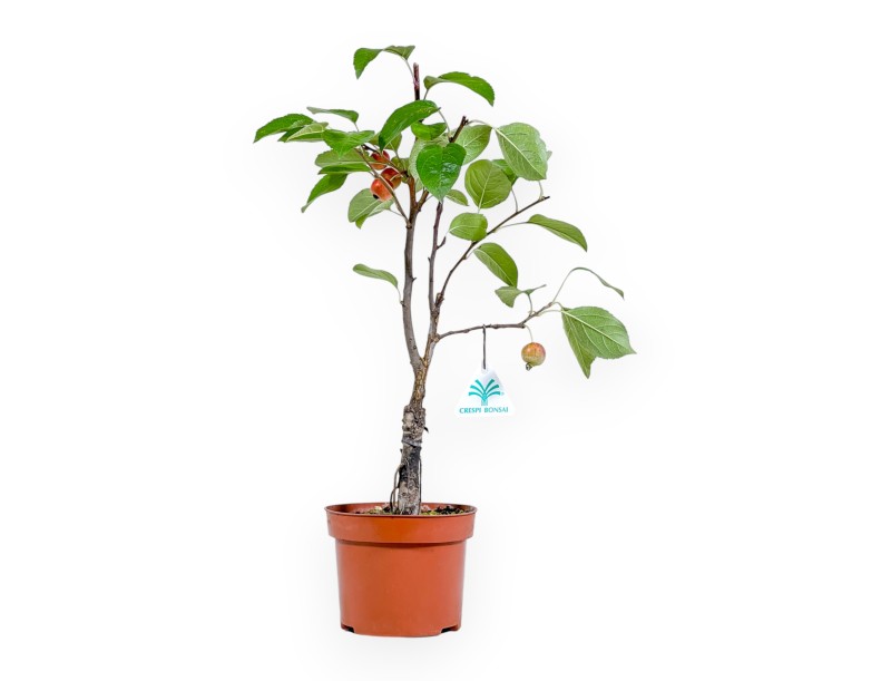 Malus Evereste - Melo - 36 cm
