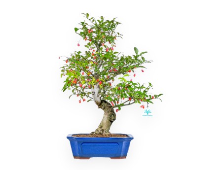 Euonymus Sieboldianus - Spindle - 54 cm