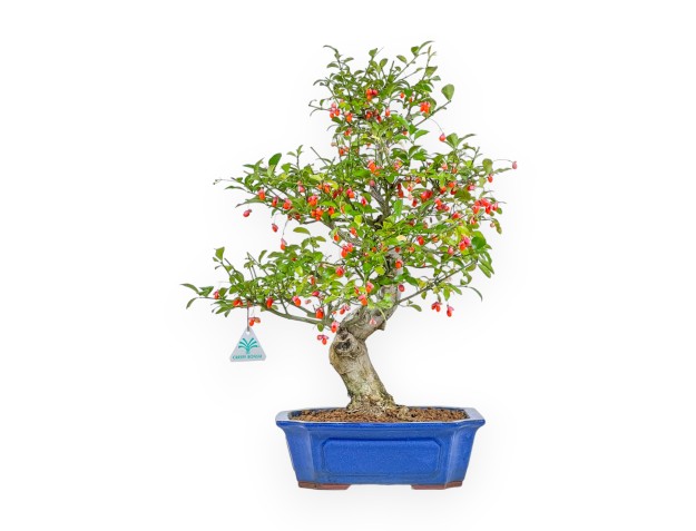 Euonymus Sieboldianus - Fusain - 54 cm