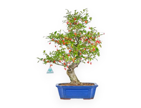 Euonymus Sieboldianus - Evonimo - 54 cm