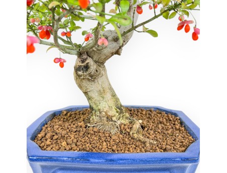 Euonymus Sieboldianus - Spindle - 54 cm