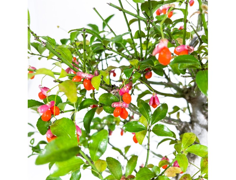 Euonymus Sieboldianus - Evonimo - 54 cm