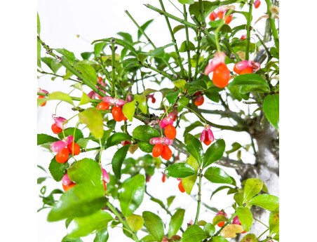 Euonymus Sieboldianus - Fusain - 54 cm