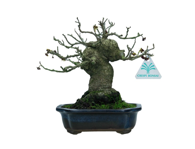 Hamamelis japonica - 22 cm